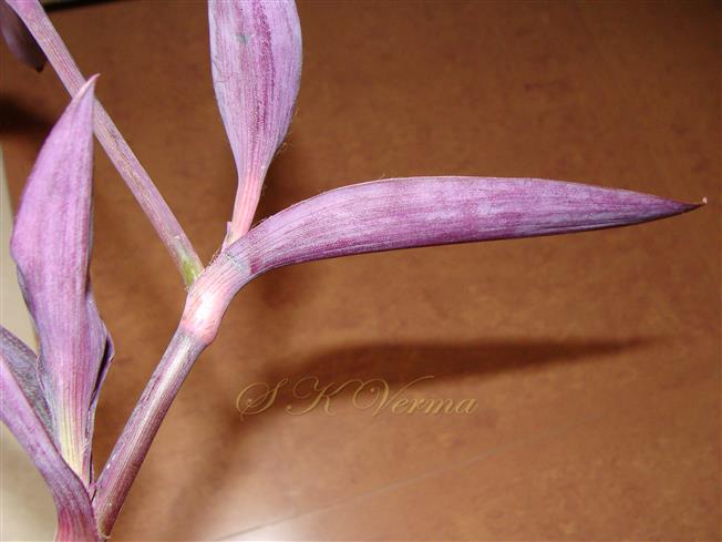  Leaves